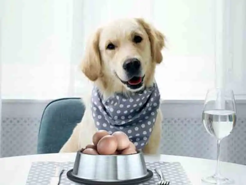 Are eggs good for dogs?